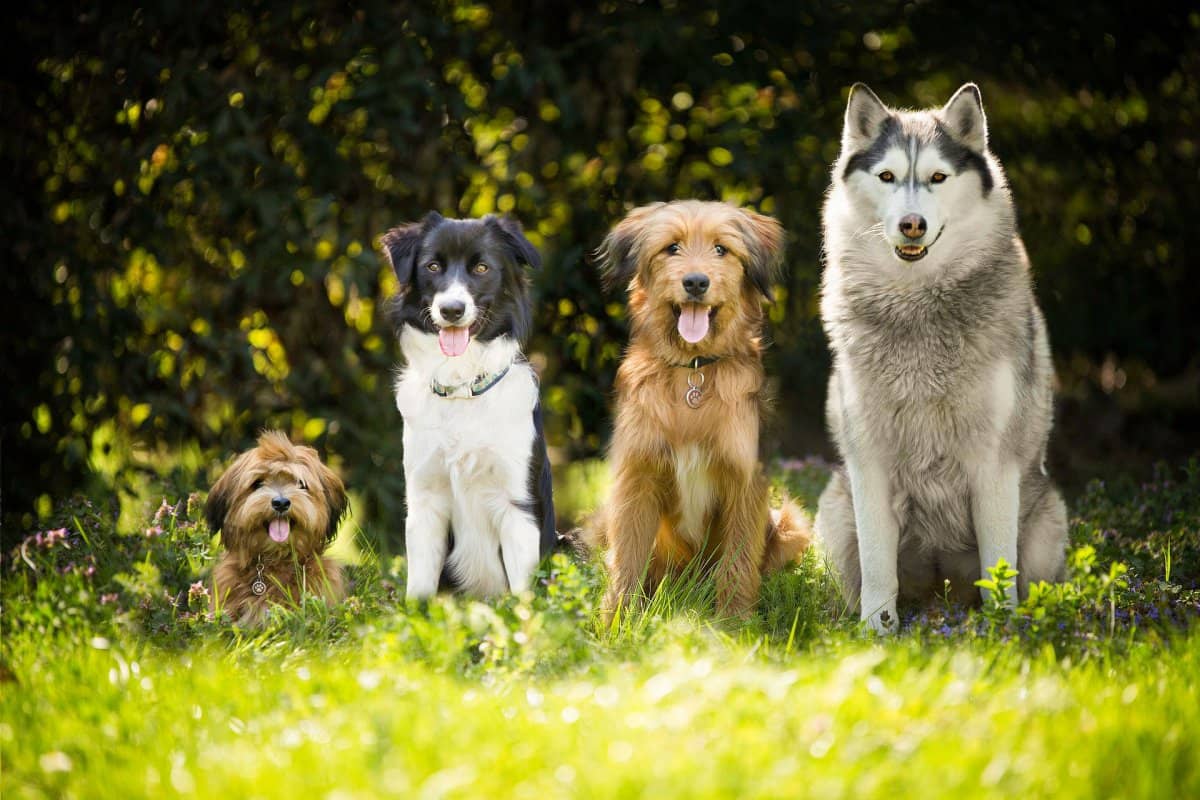 Soins énergétiques, chevaux, chiens, chats, brebis, chèvre, cerf