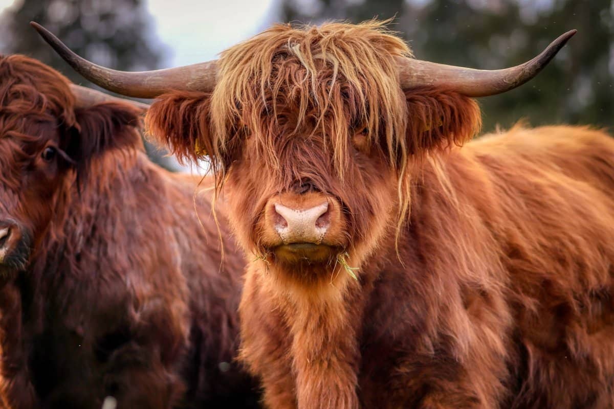 soins énergétiques animaux de la ferme, vache, chèvre, moutons